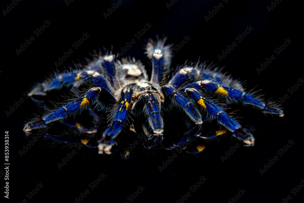 Fototapeta premium spider on black