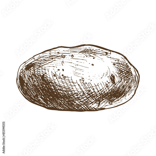 Whole tuber of white potatoes with brown skin. Graphic illustration hand drawn in brown ink. Isolated element EPS vector on the theme of harvest cooking, food, packaging, vegetable shop design.