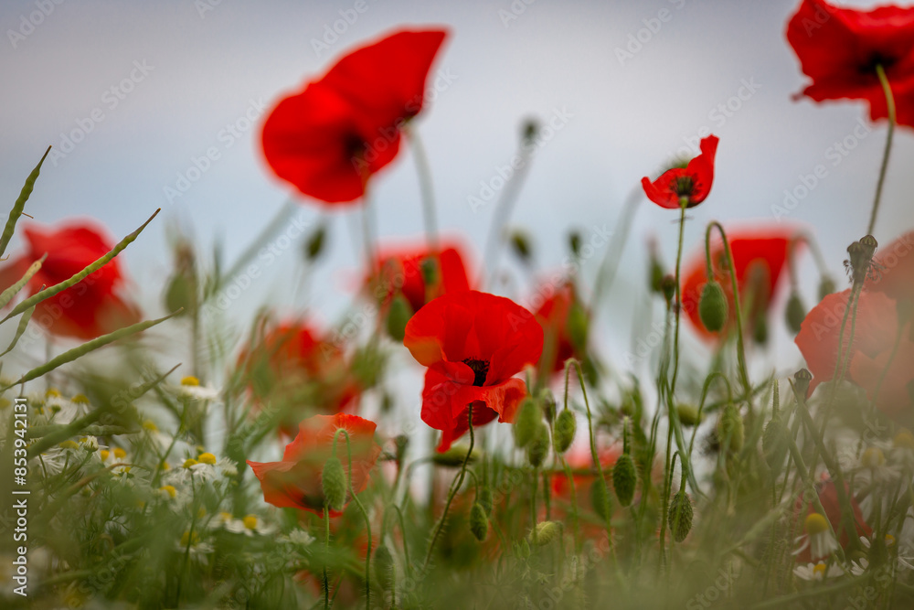 Obraz premium Vibrant poppies along the South Downs Way, on a summer's day