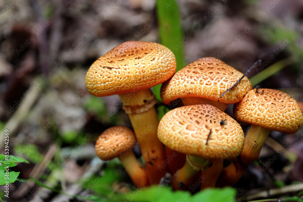 mushrooms in the forest. small brown honey mushrooms growing from the ground, top view close up nature concept mushrooms in the forest. small brown honey mushrooms growing from the ground, top view close up nature concept