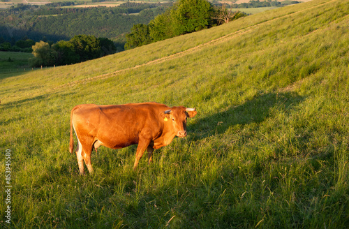 Cows grazing on pasture in Germany, species appropriate animal husbandry, farmland meadow  photo