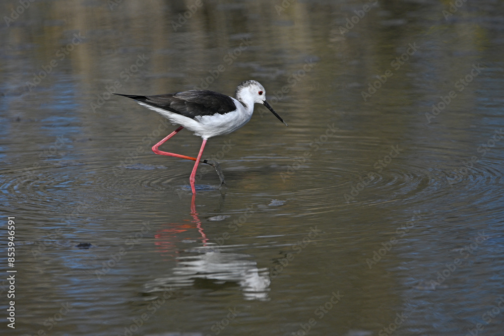 Obraz premium white stilt with its reflection in the water