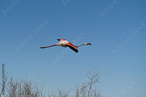 pink flamingo in flight against blue sky