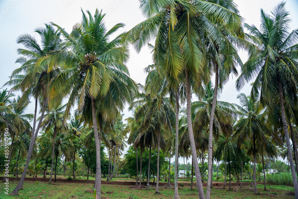 Beautiful coconut palm trees farm Beautiful coconut palm trees farm