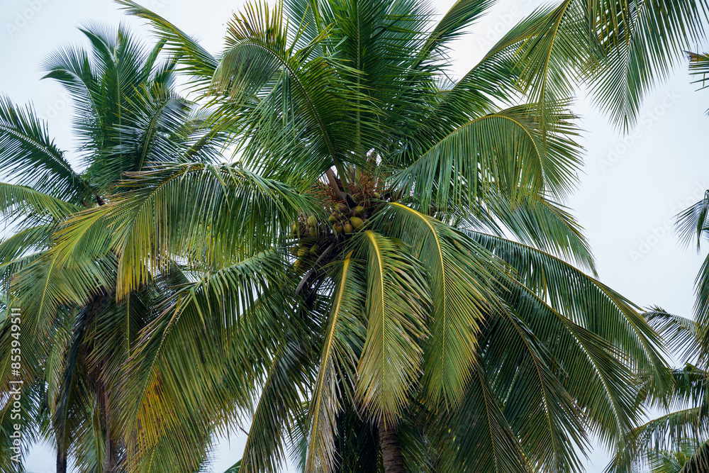 Fototapeta premium Beautiful coconut palm trees farm