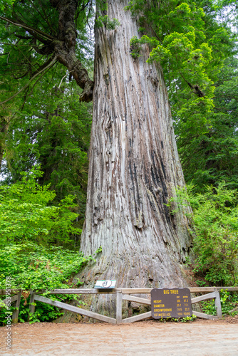 The Big Tree Wayside in Prairie Creek Redwoods State Park in Redwood National Park. Newton B. Drury Scenic Pkwy, Orick, California. The Big Tree is one of the largest redwoods in Prairie Creek.