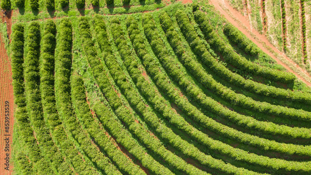 Fototapeta premium Aerial view of a coffee plantation in Paraná, Brazil. Arabica coffee agricultural farm. Outdoor coffee plantation field with green background landscape.