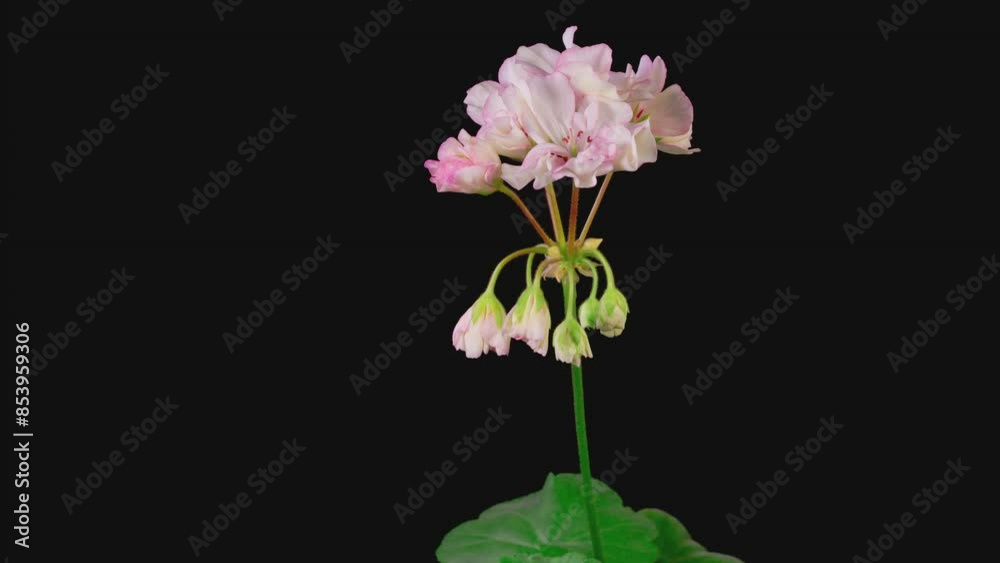 Pink Geranium Pelargonium Blossoms. Beautiful Time Lapse of Opening Pink Geranium Pelargonium Flower on Black Background. 4K.