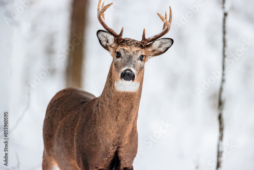 A curious buck watches as the photographer clicks the shutter in mid-January near Hartford, Wisconsin