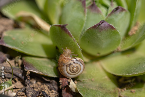 Escargot sur joubarbe photo