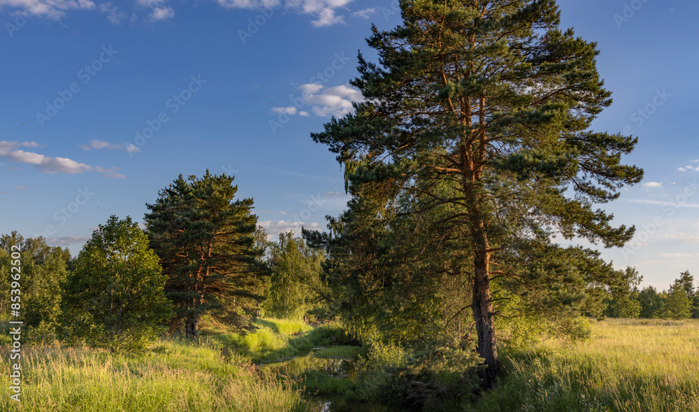 A tall pine tree stands tall in the middle of a lush forest, sunlight filtering through its branches. The scene is peaceful, with a winding stream in the foreground and a blue sky above. A tall pine tree stands tall in the middle of a lush forest, sunlight filtering through its branches. The scene is peaceful, with a winding stream in the foreground and a blue sky above.