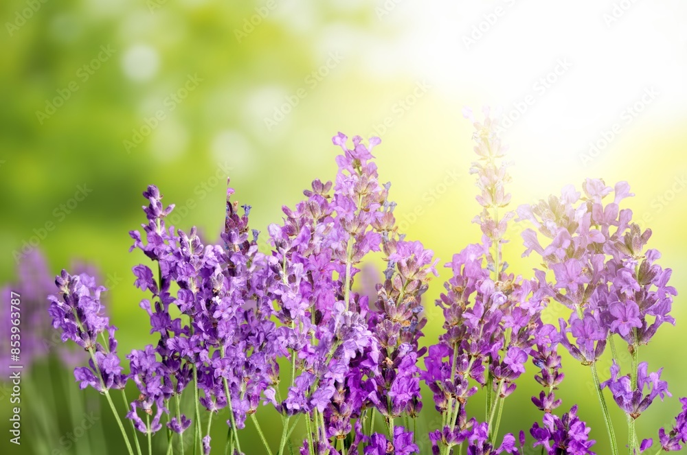 Obraz premium Purple Verbena fresh flowers on green field