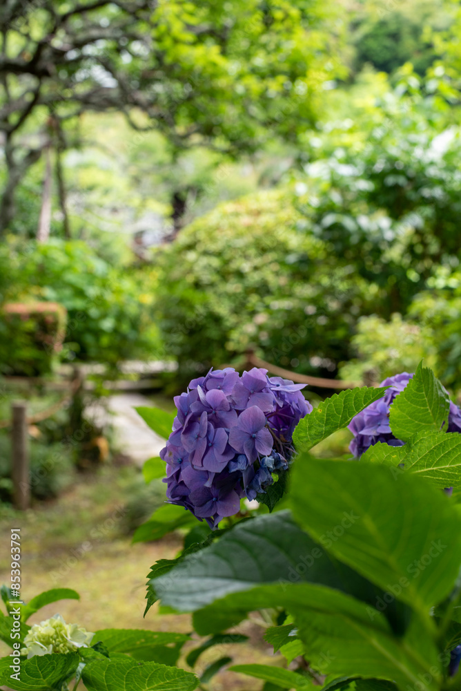鎌倉246　瑞泉寺17　紫陽花