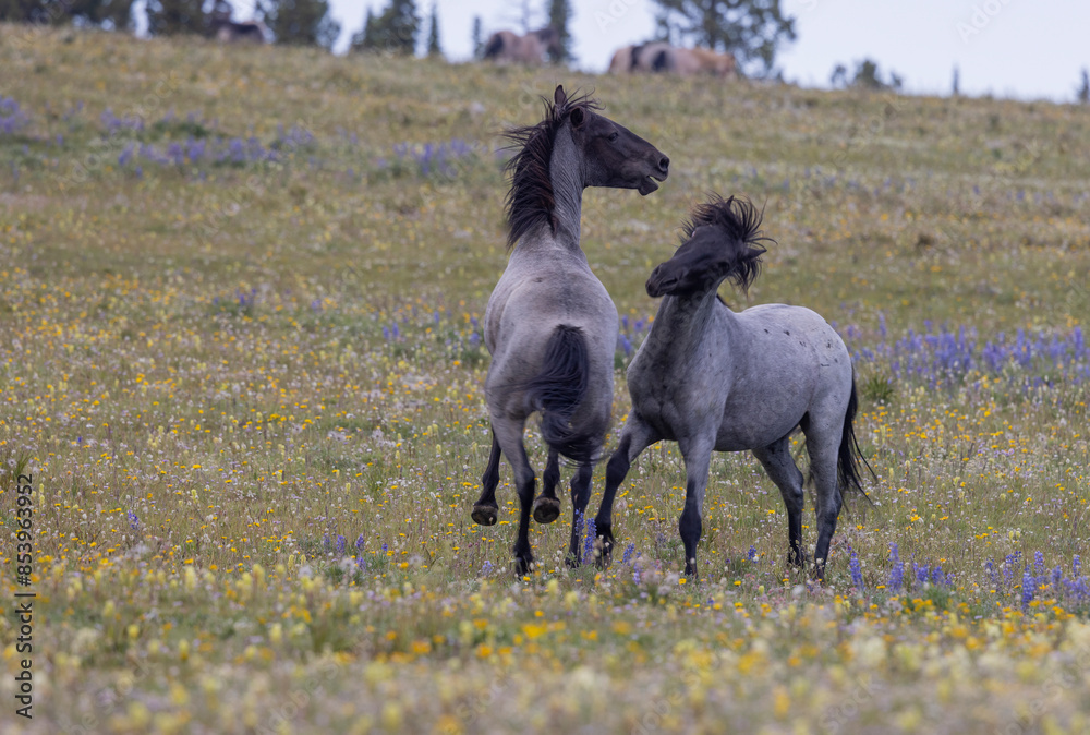 Wild Horse Stallions Fighting in Summer in the Pryor Mountains Montana Wild Horse Stallions Fighting in Summer in the Pryor Mountains Montana