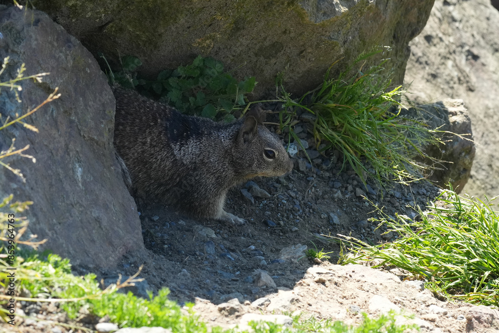 Naklejka premium Closeup on a North American Beechey ground squirrel, Otospermophilus beecheyi douglasii, leaving it's hole in North California