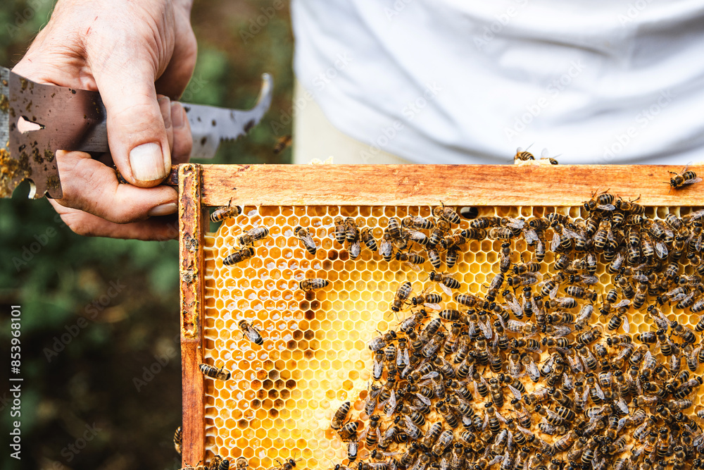 Man holding Bees in the Hive