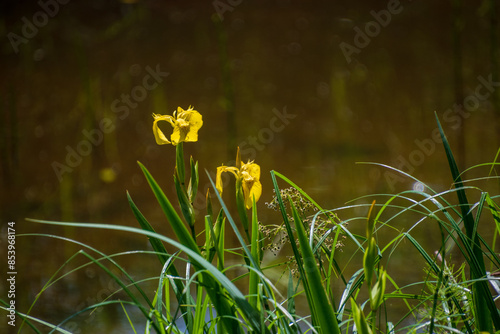 yellow flowers on a green background by the water