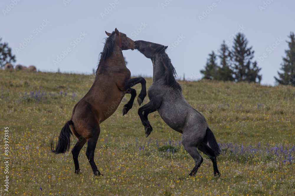 Wild Horse Stallions Fighting in Summer in the Pryor Mountains Montana Wild Horse Stallions Fighting in Summer in the Pryor Mountains Montana