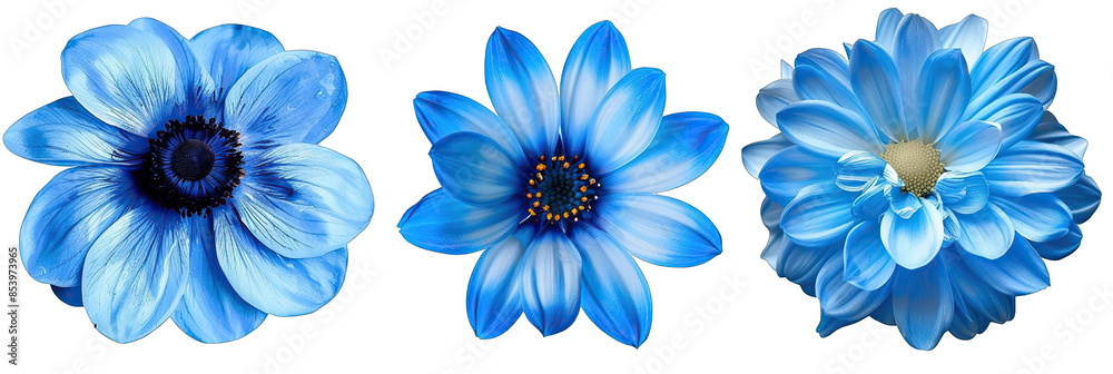 3 surreal exotic high quality blue flowers macro isolated on transparent background. Greeting card objects for anniversary, wedding, mothers and womens day design 3 surreal exotic high quality blue flowers macro isolated on transparent background. Greeting card objects for anniversary, wedding, mothers and womens day design