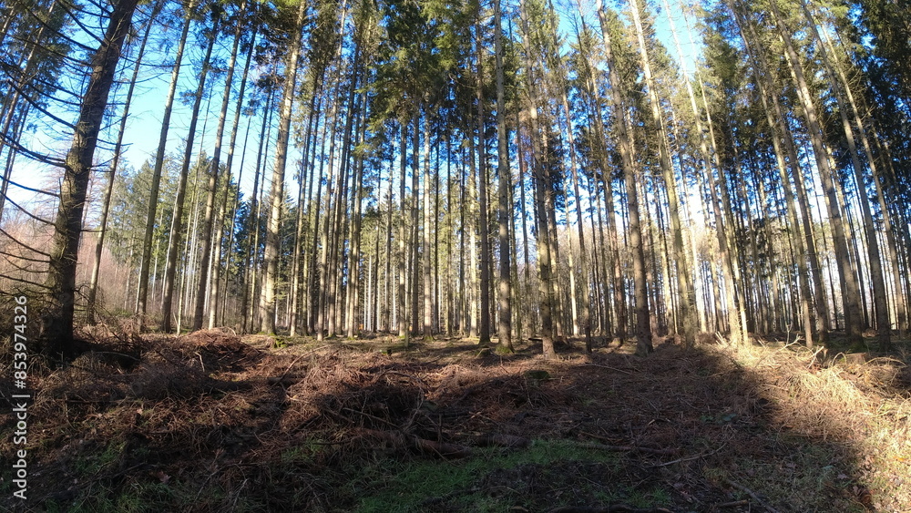 Plants, flower fields and animals in Hesse 