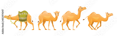 Brown Camel as Even-toed Ungulate Desert Animal in Different Pose Vector Set