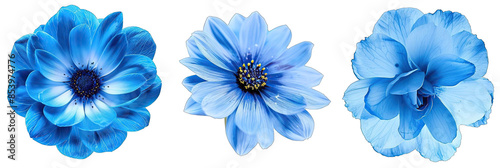 3 surreal exotic high quality blue flowers macro isolated on transparent background. 