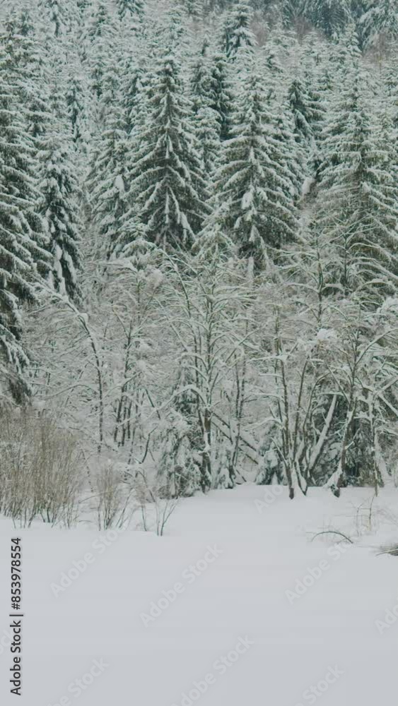 Fantastic view of snow forrest during winter Fantastic view of snow forrest during winter