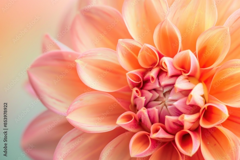 Closeup of vibrant orange dahlia flower petals in center, floral beauty and elegance in nature's detail Closeup of vibrant orange dahlia flower petals in center, floral beauty and elegance in nature's detail