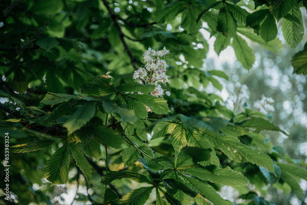 Blooming Chestnut Tree Branch with Green Leaves Blooming Chestnut Tree Branch with Green Leaves