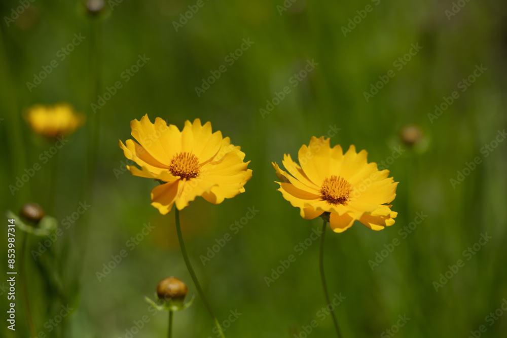 Coreopsis lanceolata Yellow flowers swaying in the wind Coreopsis lanceolata Yellow flowers swaying in the wind