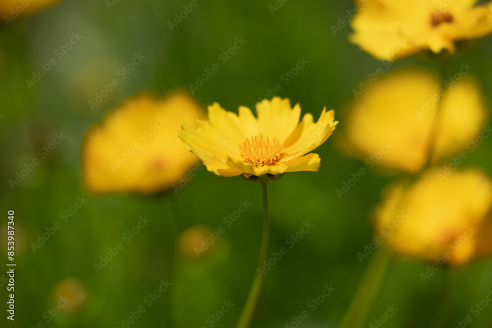 Coreopsis lanceolata　Yellow flowers swaying in the wind