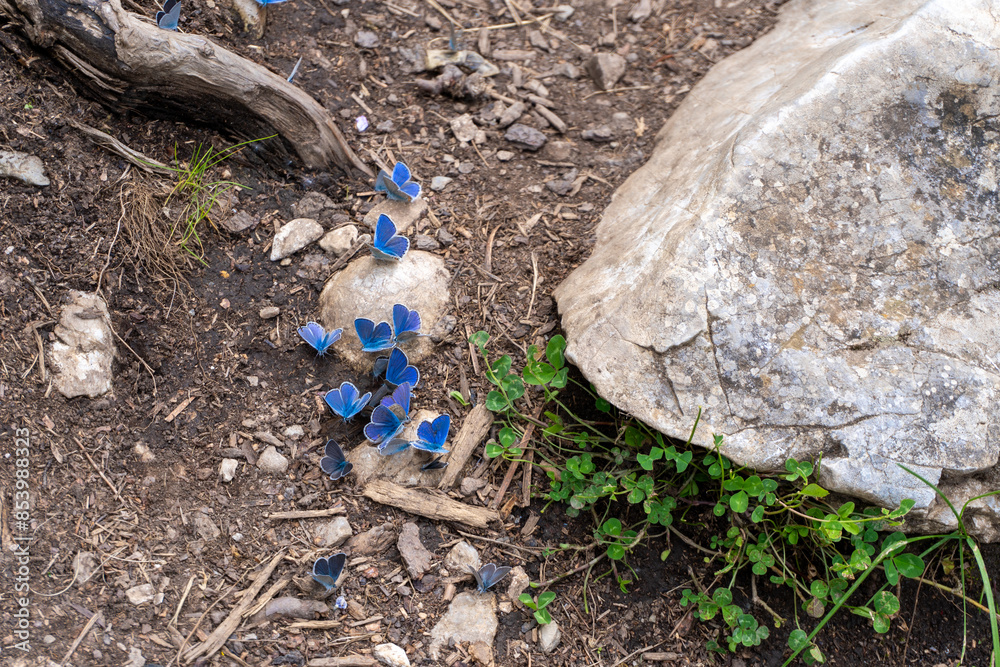 Obraz premium blue butterflies