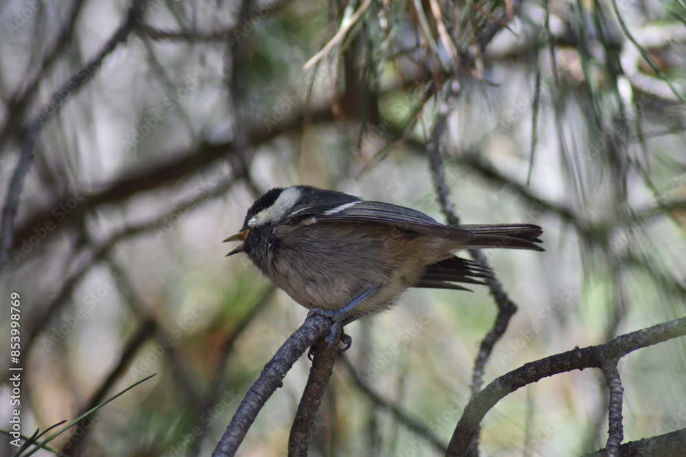Coal tit bird (Periparus ater Coal tit bird (Periparus ater
