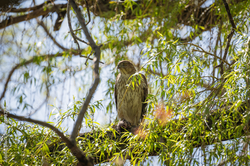 cooper's hawk cooper's hawk
