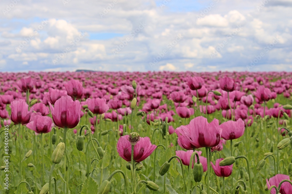 Fototapeta premium Schlafmohnblüte (Papaver somniferum) in Germerode am Meißner