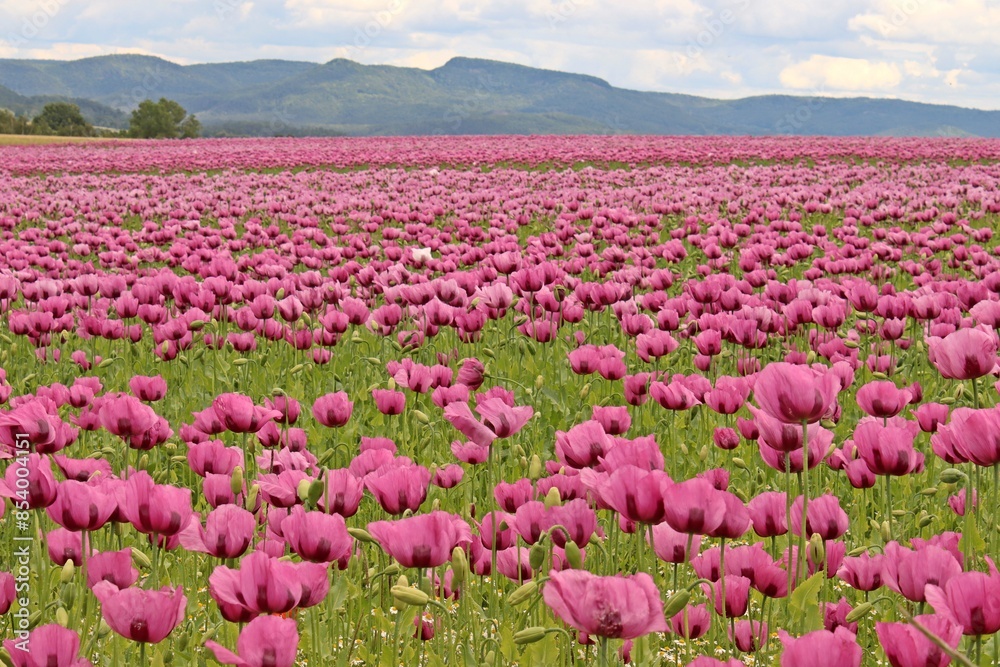 Schlafmohnblüte (Papaver somniferum) in Germerode am Meißner Schlafmohnblüte (Papaver somniferum) in Germerode am Meißner