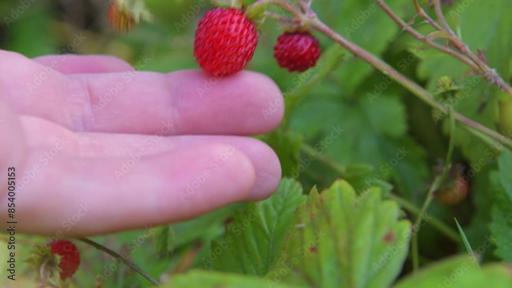 red wild woodland strawberry growing red wild woodland strawberry growing