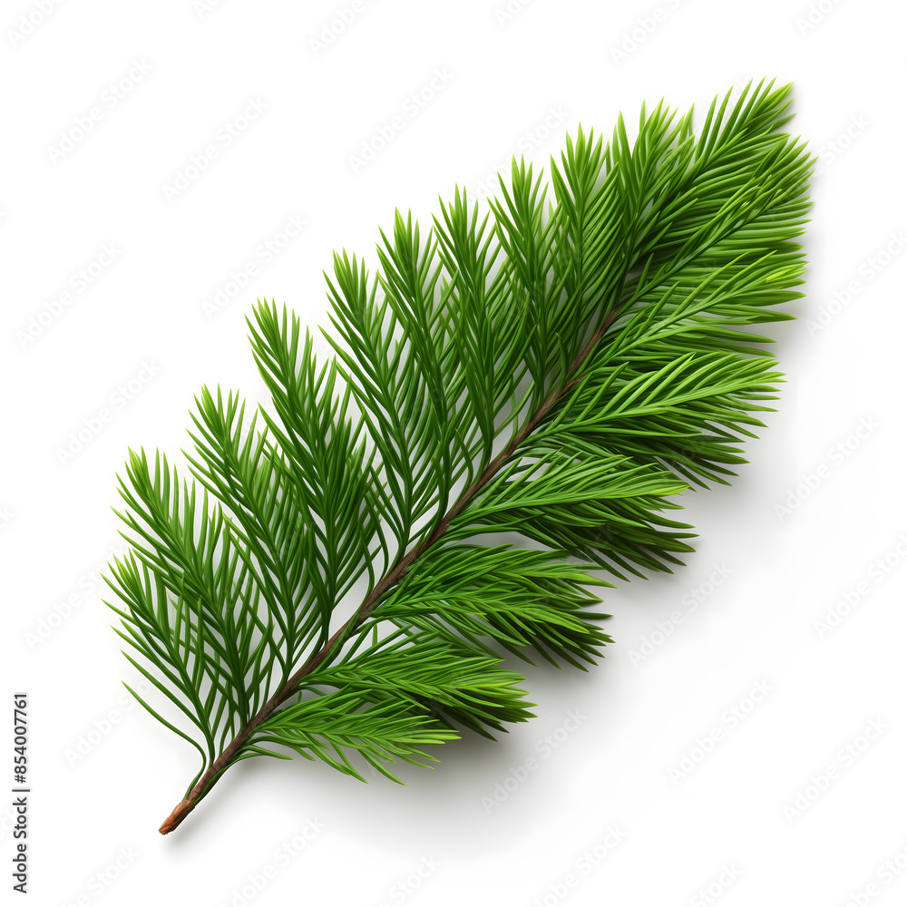 Fresh Green Fir Branch Isolated on a White Background Fresh Green Fir Branch Isolated on a White Background