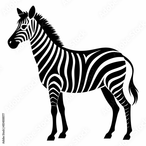 zebra vector illustration