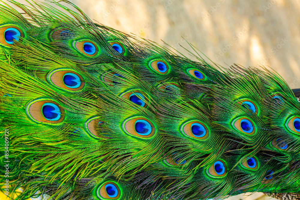 Obraz premium Close-up of peacock feathers,Peacock macro feathers. Blue green glowing surface nature texture exotic bird vibrant color. Beautiful decorative iridescent background close up photo