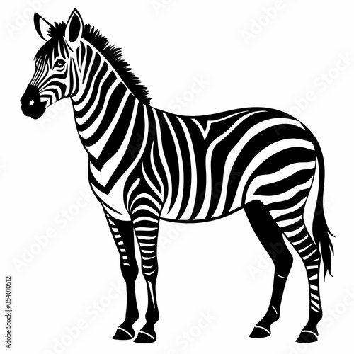 zebra vector illustration