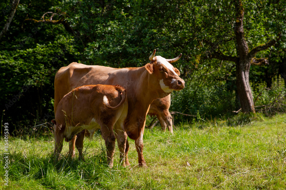 Calf Nursing from Cow in a Green Pasture Calf Nursing from Cow in a Green Pasture