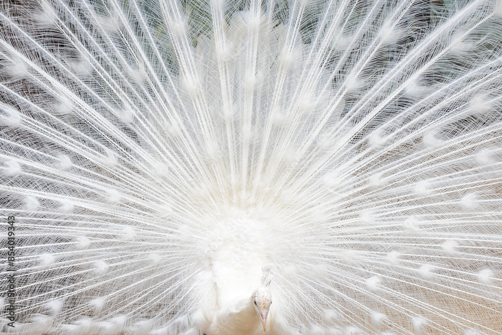 Obraz premium White Peacock performing courtship, mutation of The Indian peafowl (Pavo cristatus).