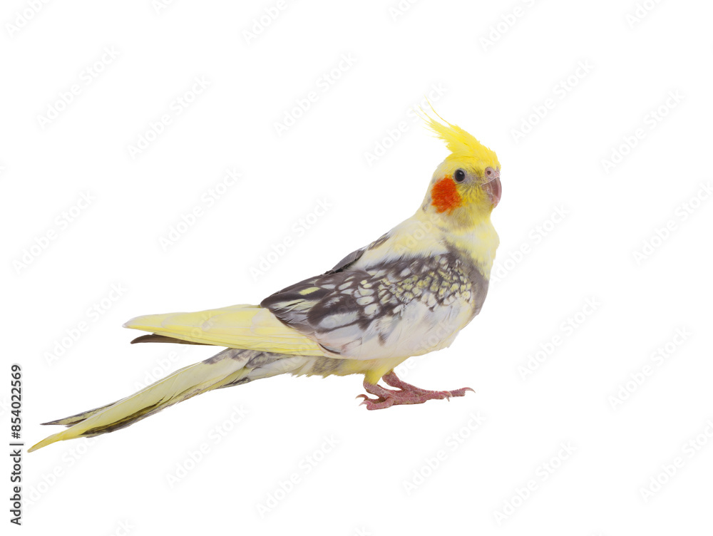 cockatiel  parrot isolated on a white background