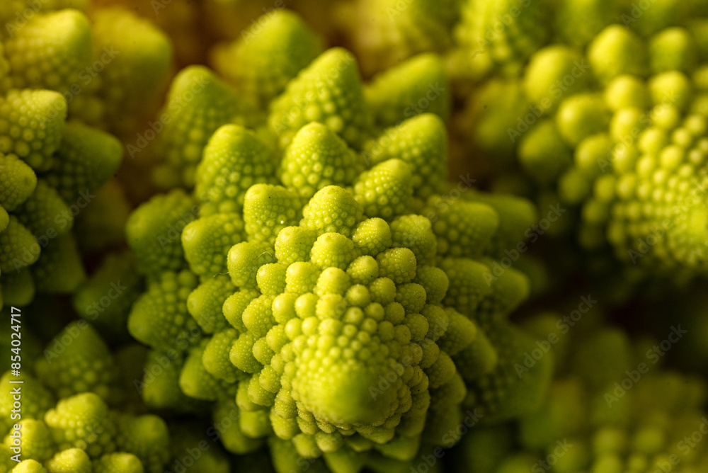 close-up photo of cabbage, branched inflorescence in middle of rosette of leaves, called cauliflower in botany close-up photo of cabbage, branched inflorescence in middle of rosette of leaves, called cauliflower in botany