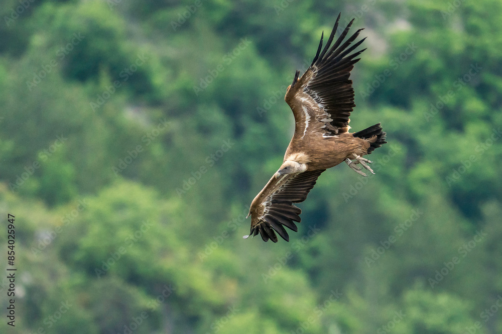 Gänsegeier in der Drôme provençale Gänsegeier in der Drôme provençale