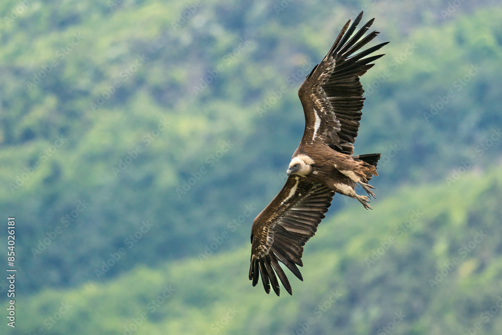 Gänsegeier in der Drôme provençale Gänsegeier in der Drôme provençale