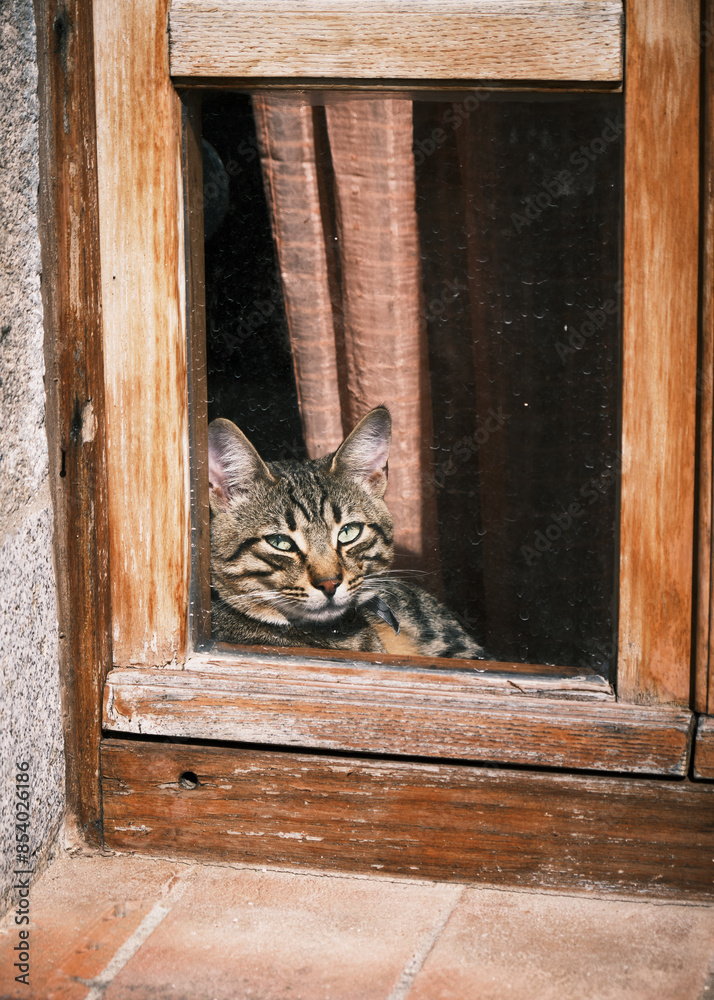 Foto scattata nel centro storico di Capoliveri ad un gatto affacciato alla finestra.