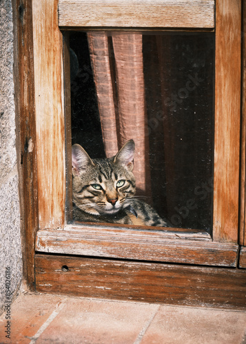 Obraz na płótnie Foto scattata nel centro storico di Capoliveri ad un gatto affacciato alla finestra. w salonie