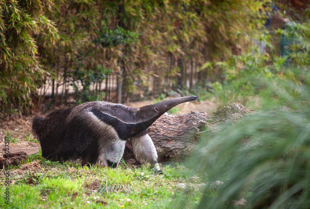 Giant three-toed anteater Myrmecophaga tridactyla Giant three-toed anteater Myrmecophaga tridactyla